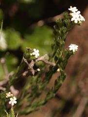 Lithospermum papillosum