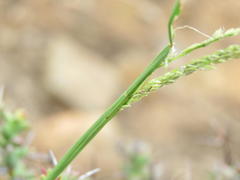 Digitaria argyrograpta