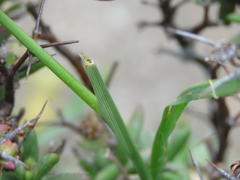 Digitaria argyrograpta