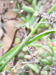 Digitaria argyrograpta