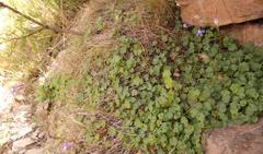 Lobelia preslii