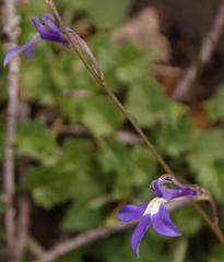 Lobelia preslii