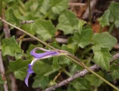 Lobelia preslii