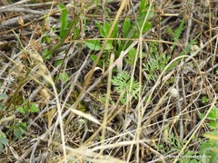 Torilis leptophylla