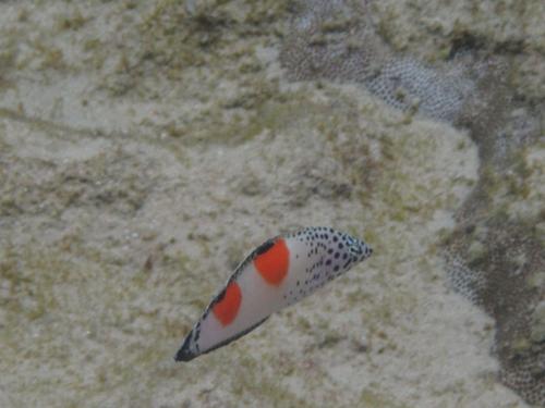 Coris aygula