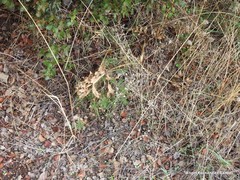 Plantago sempervirens