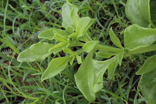Mesembryanthemum guerichianum