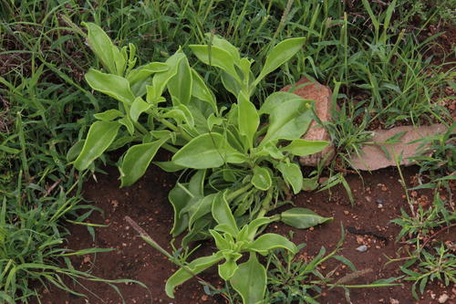 Mesembryanthemum guerichianum