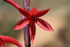 Watsonia vanderspuyae