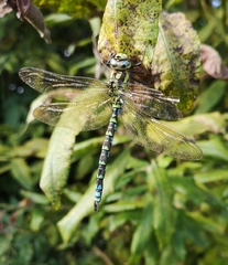 Aeshna cyanea