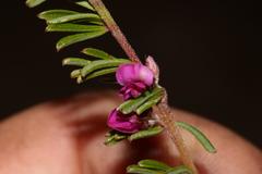 Indigofera pappei