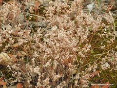 Sedum cespitosum