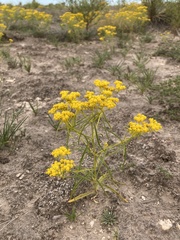 Sartwellia flaveriae