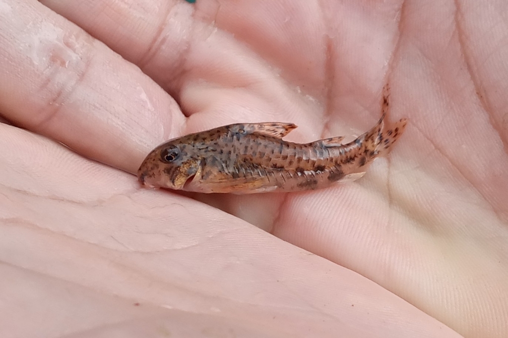 Geelachtige pantsermeerval (Corydoras flaveolus) — Callichthyidae