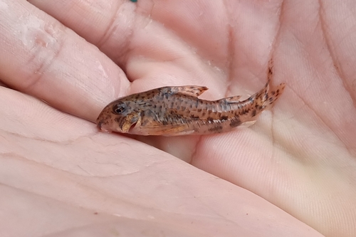 Yellow cory (Corydoras flaveolus) — Callichthyidae
