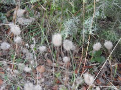 Trifolium angustifolium