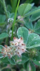 Trifolium striatum