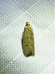 Glyphidocera juniperella