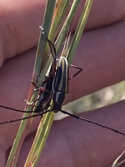 Sphaenothecus bilineatus