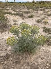 Senecio warnockii