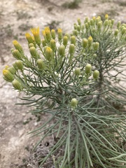 Senecio warnockii