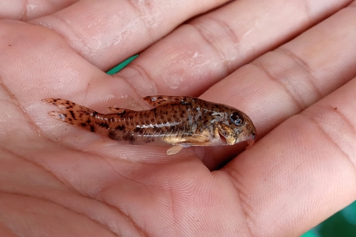 Corydoras flaveolus photo