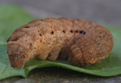 Noctua fimbriata