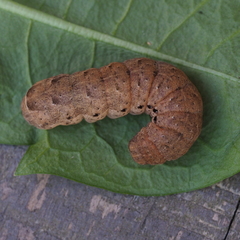 Noctua fimbriata