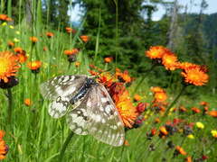 Parnassius clodius