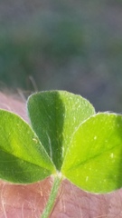 Trifolium striatum