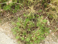 Plantago sempervirens