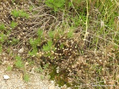 Plantago sempervirens