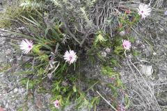 Lampranthus aduncus