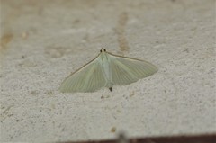 Stemorrhages sericea