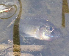 Pseudocrenilabrus philander