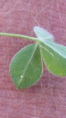 Trifolium striatum