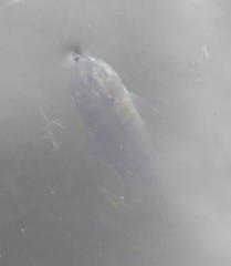 Pseudocrenilabrus philander