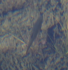 Squalius cephalus