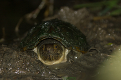 Kinosternon herrerai