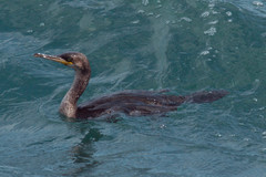 Gulosus aristotelis desmarestii