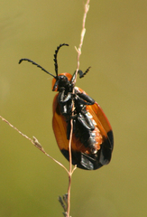Lycus rostratus