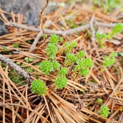 Sedum gracile