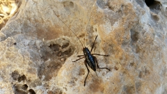 Poecilimon hamatus