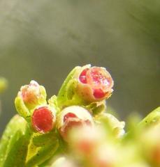 Erica axillaris
