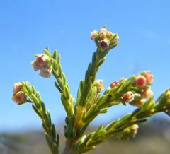 Erica axillaris