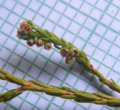 Erica axillaris
