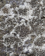 Lecanora argentata