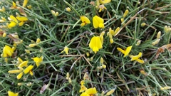 Genista acanthoclada