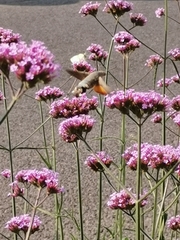 Macroglossum stellatarum