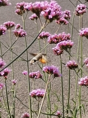 Macroglossum stellatarum